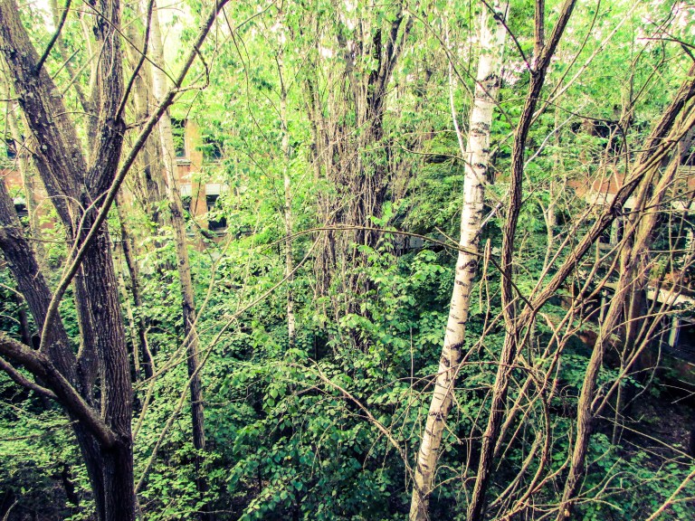 Atriumet mitt i skolen er helt gjenvokst.