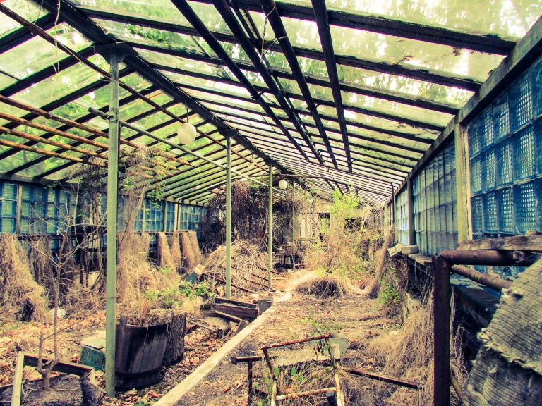 Etter hvert som Pripyat gror til er det ikke store forskjellen på inn- og utsiden av drivhuset.