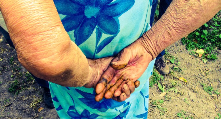 Hendene til Rosalie bærer tydelig preg av lange dager i åkrene.