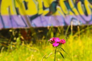 En blomst lyser opp i engen langs bobbanen.